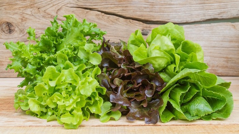 El sesamol inhibe el pardeamiento de la lechuga recién cortada al regular el metabolismo fenólico y mejorar la capacidad antioxidante Bea lechuga sesamol.jpg